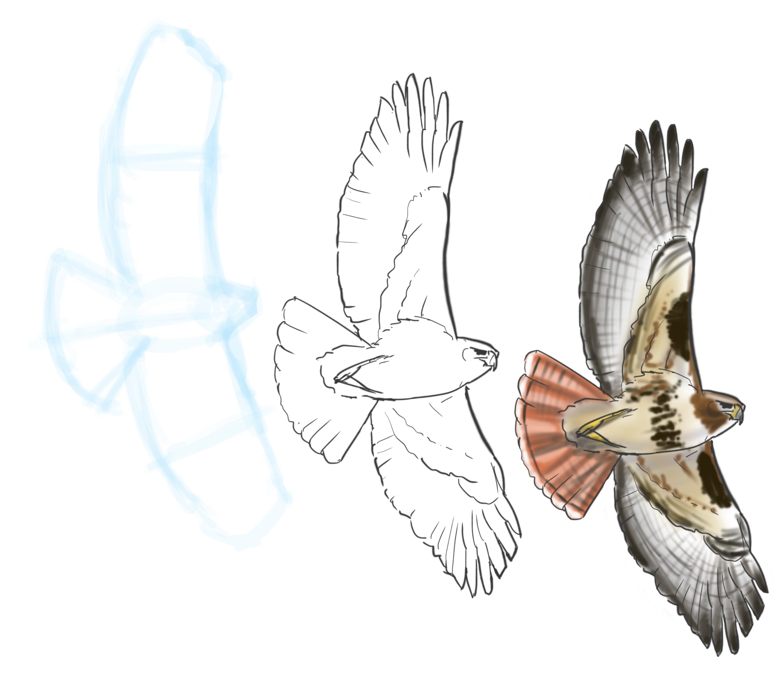 How To Draw A Raptor Bird